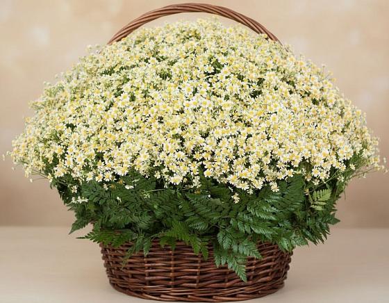 Цветочная композиция из Ромашки в корзине в Хатукае